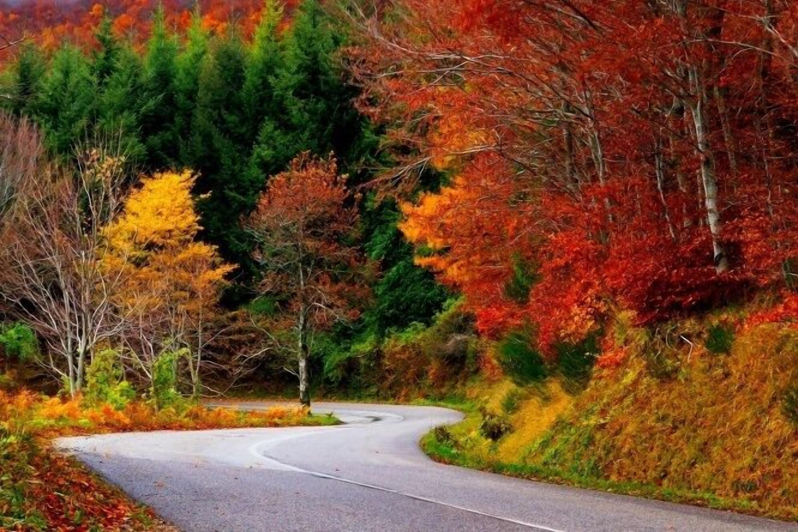 A winding road surrounded by autumn foliage.