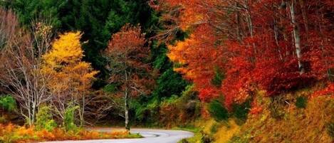 A winding road surrounded by autumn foliage.