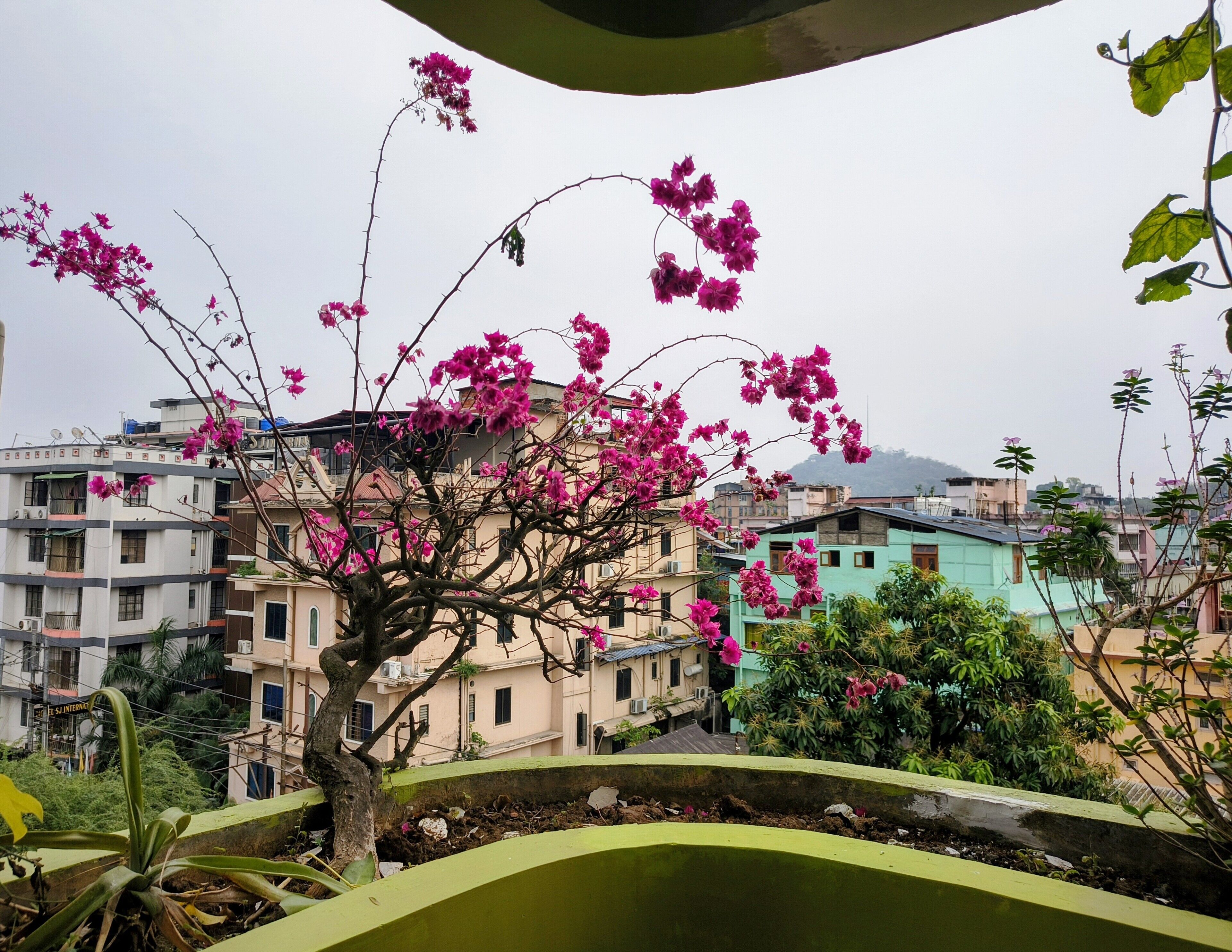 A tree with pink flowers in an urban setting with multi-story buildings in the background.