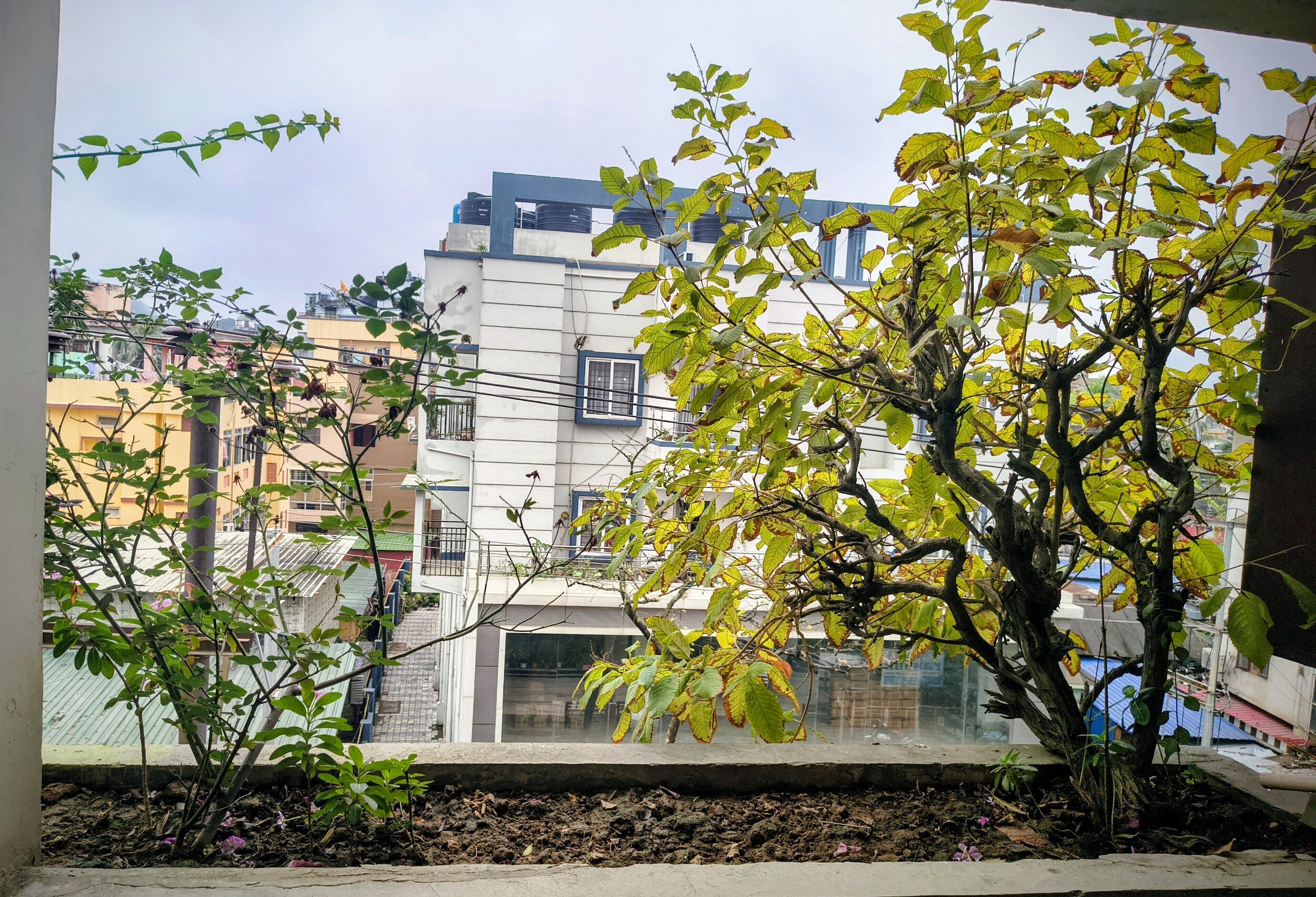 A view through a window with a balcony, featuring a building with multiple floors and balconies, a tree with green leaves, and a clear sky.