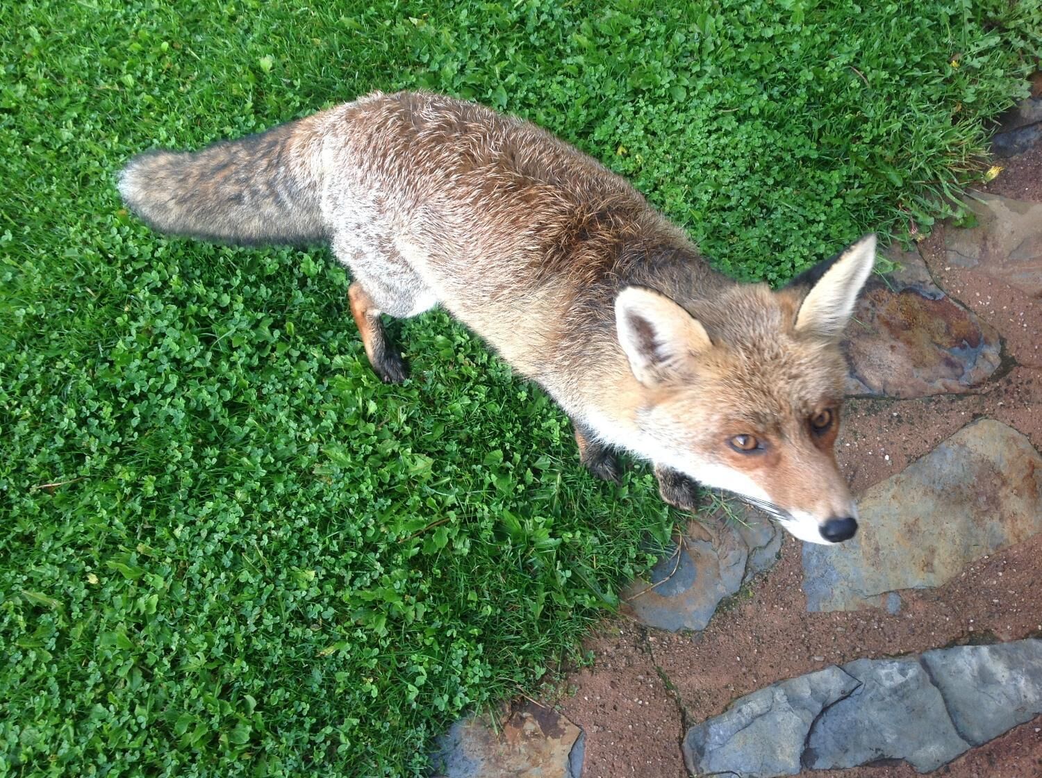 Ein Fuchs auf einer Wiese mit einem steinbelagten Weg.