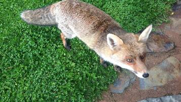 Ein Fuchs auf einer Wiese mit einem steinbelagten Weg.