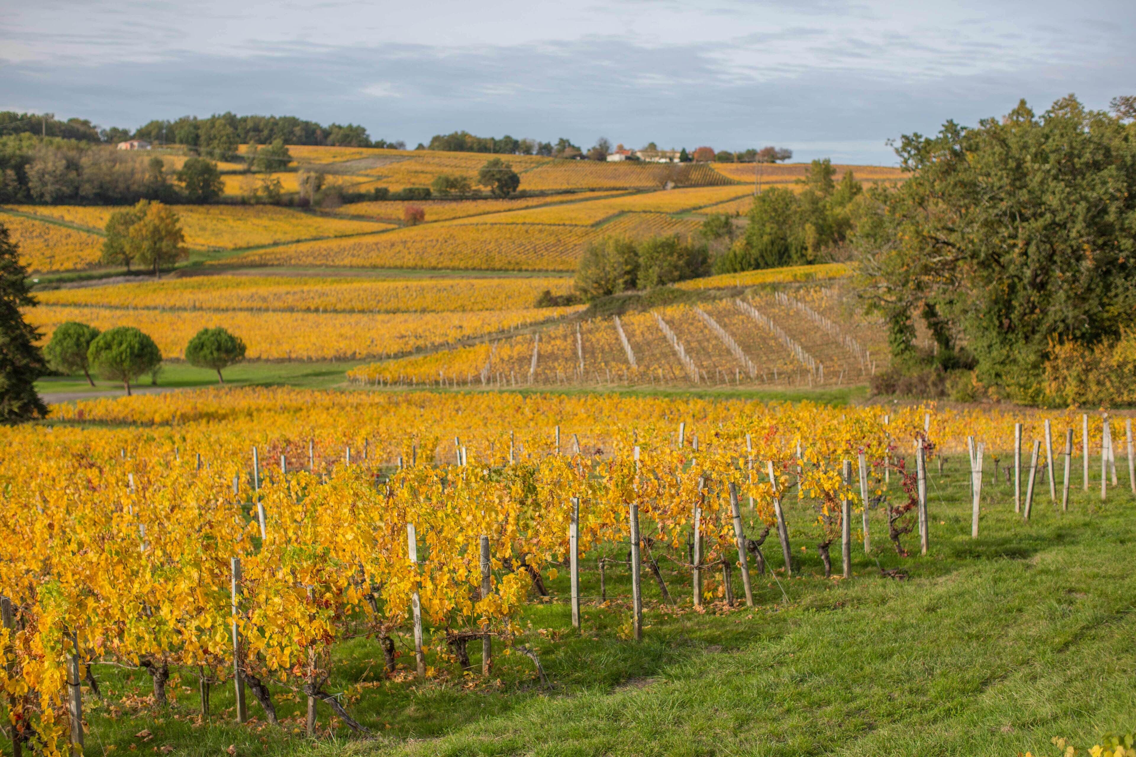 A vineyard with rows of grapevines and a hilly landscape in the background.