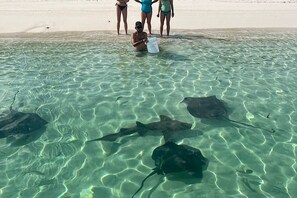 A beach scene with clear shallow water, people standing on the sand, and stingrays swimming.