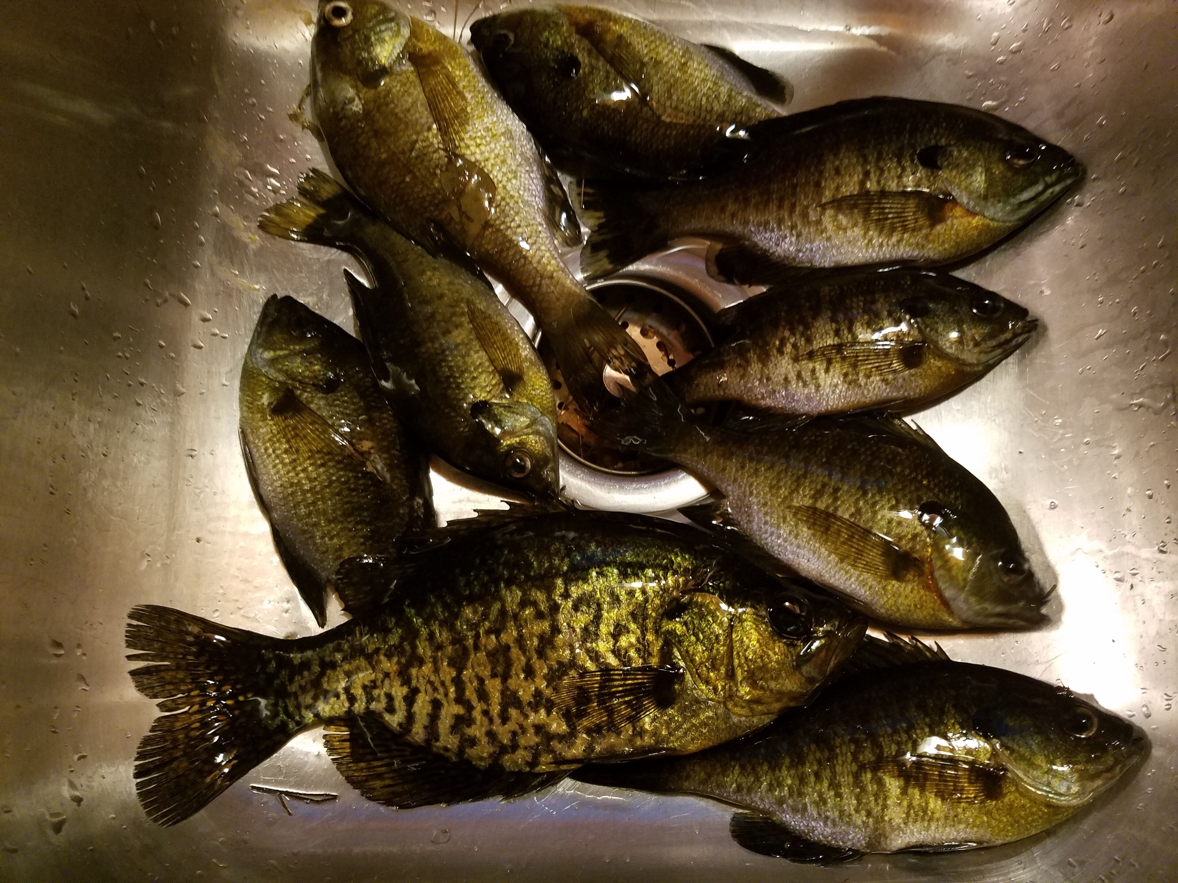 Ein Waschbecken mit mehreren Fischen.