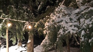 Un espace extérieur enneigé, avec des arbres et une pile de bois de chauffage.