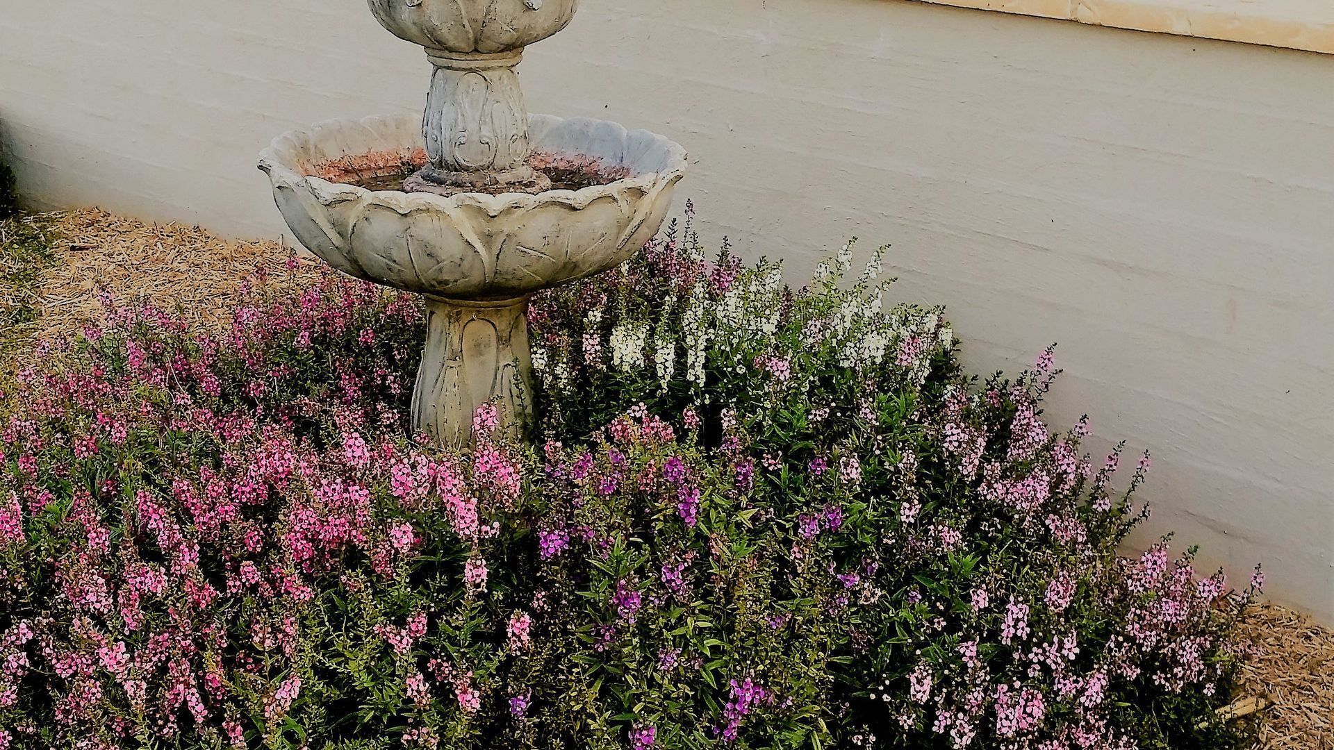 Un jardin agrémenté d’une fontaine en pierre, entourée de plantes à fleurs roses et blanches.