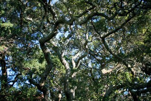 A dense forest with a variety of trees and branches.