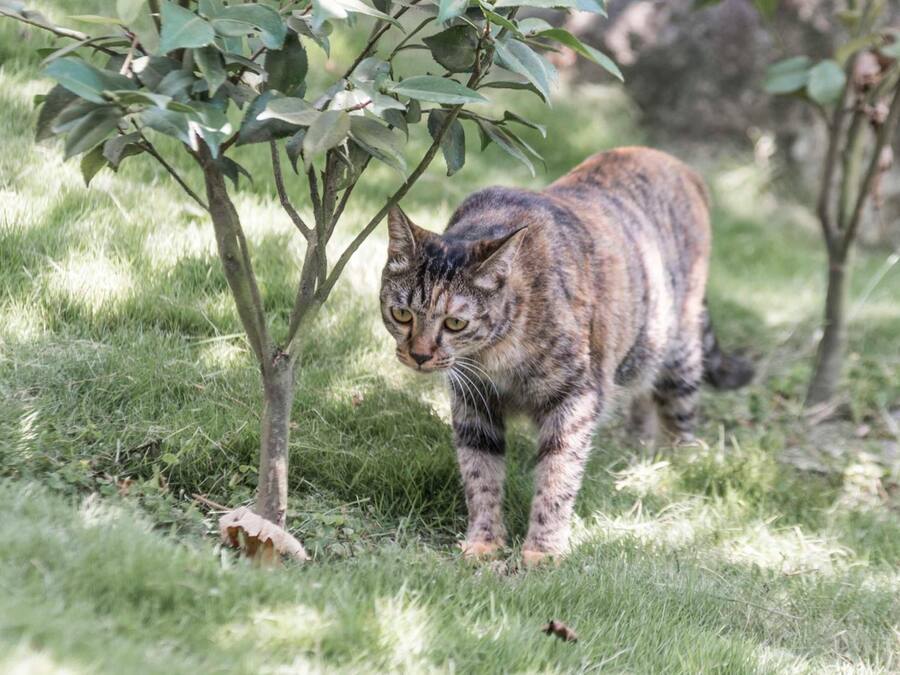 A cat walking through a grassy area with trees.