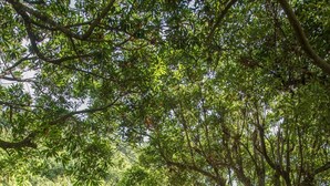 A pathway leading to a two-story house surrounded by lush greenery and trees. - Crossing The Rainbow Bridge B&B (Xiulin)