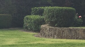 A landscaped garden with neatly trimmed hedges and a stone wall.