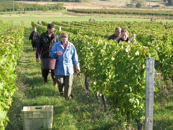 Viñedo con hileras de vides y una persona caminando.