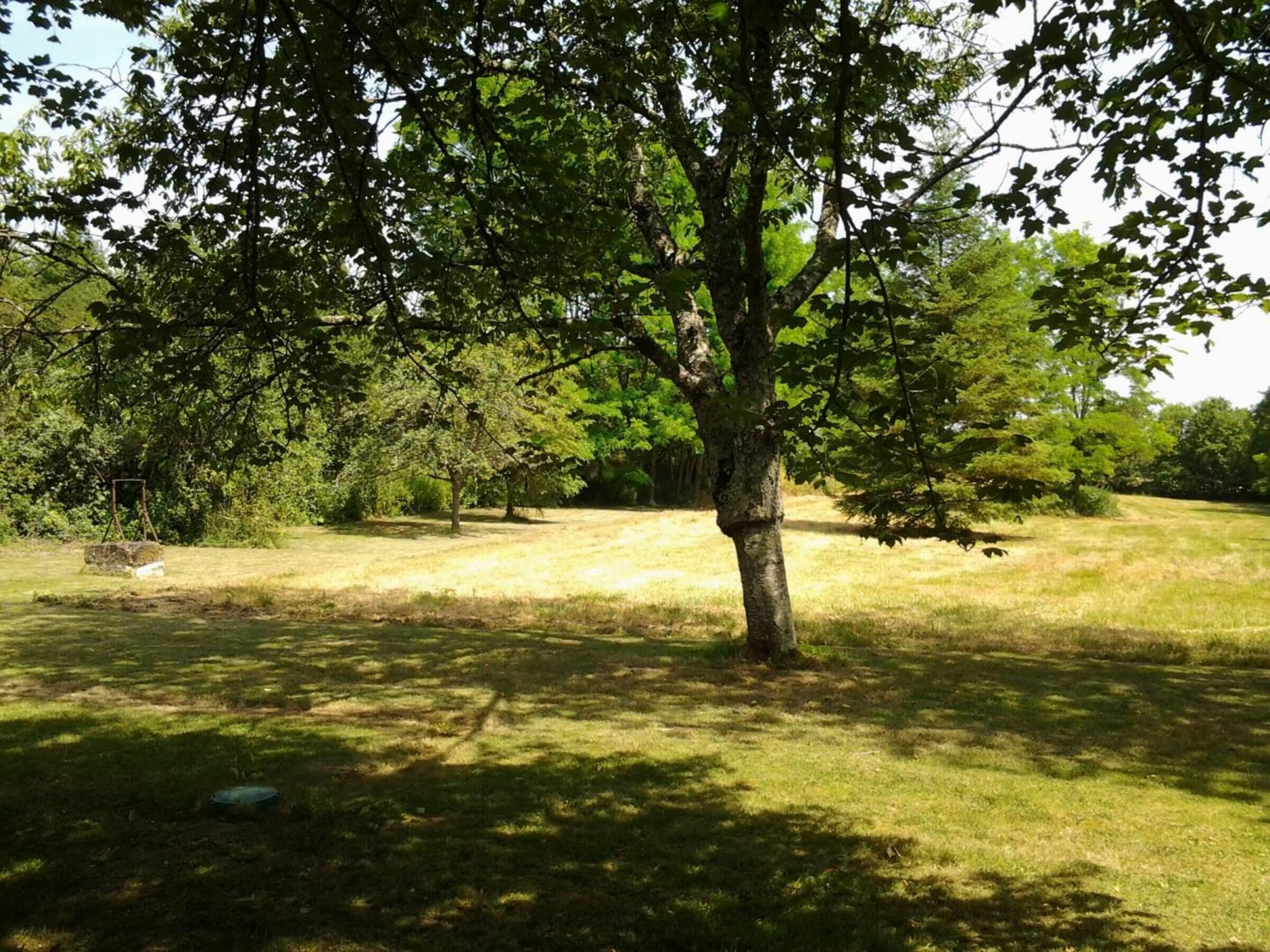 Ein Baum auf einer Wiese, im Hintergrund eine Schaukel.