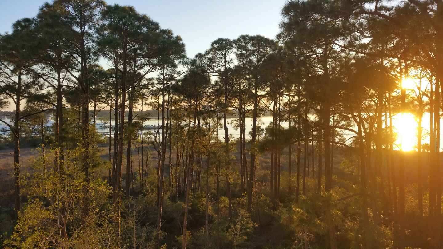 A forest with tall trees and a body of water in the background.