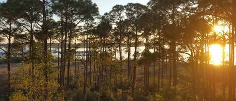 A forest with tall trees and a body of water in the background.