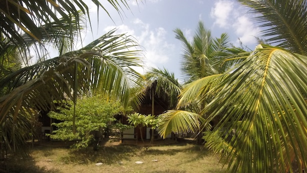 A tropical garden with palm trees and a dirt path. - Safasurf Camp - Hostel (Arugam Bay)