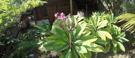 Jardin
