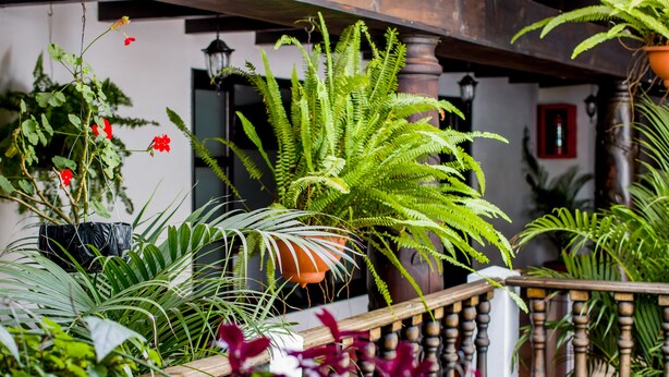 Un jardin intérieur luxuriant, avec différentes plantes et une rambarde en bois.
