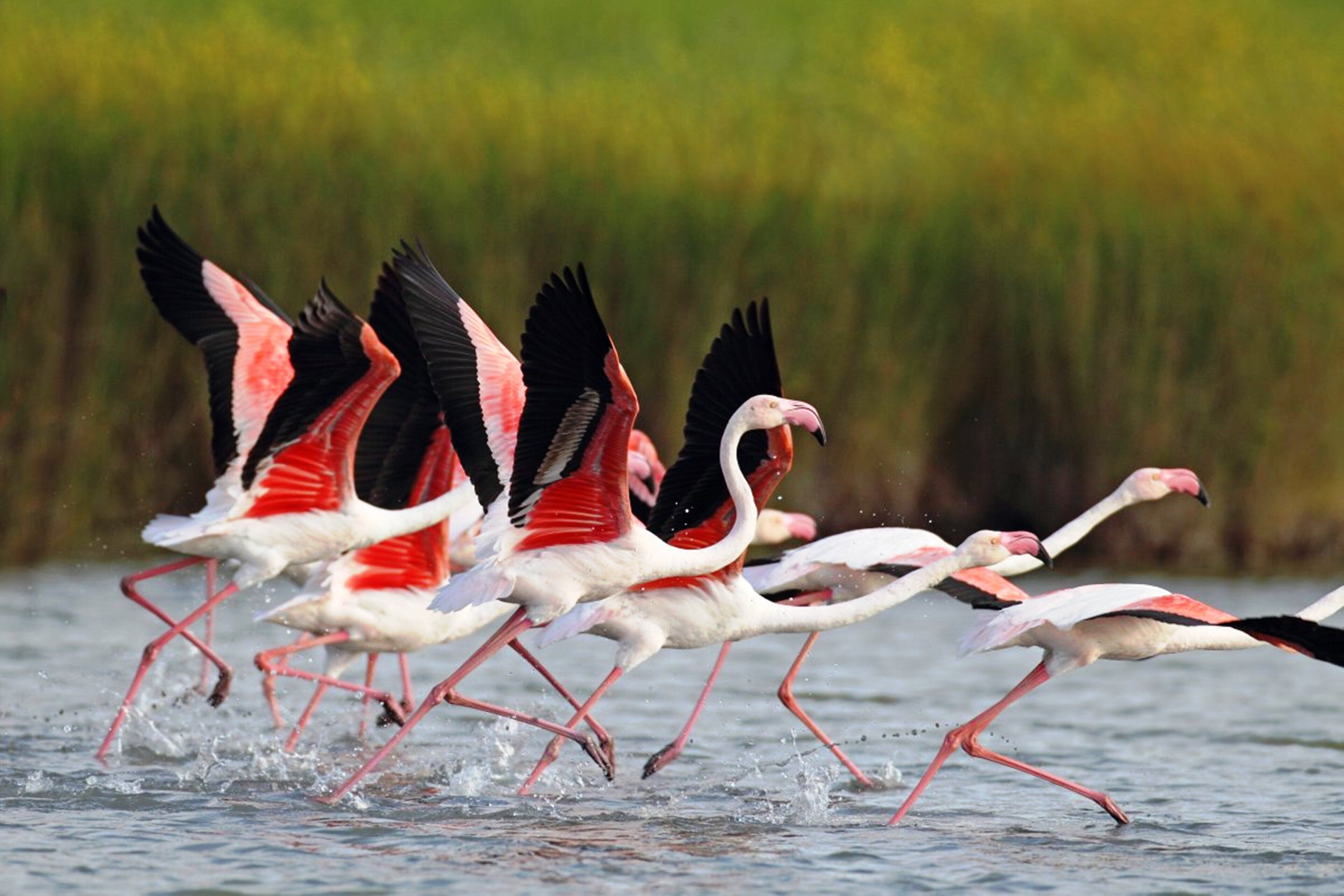 Un grupo de flamencos volando sobre el agua.