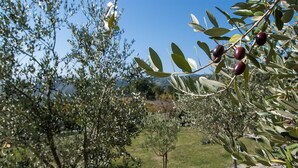 Une oliveraie où les arbres sont chargés de fruits, sous un ciel bleu et dégagé.