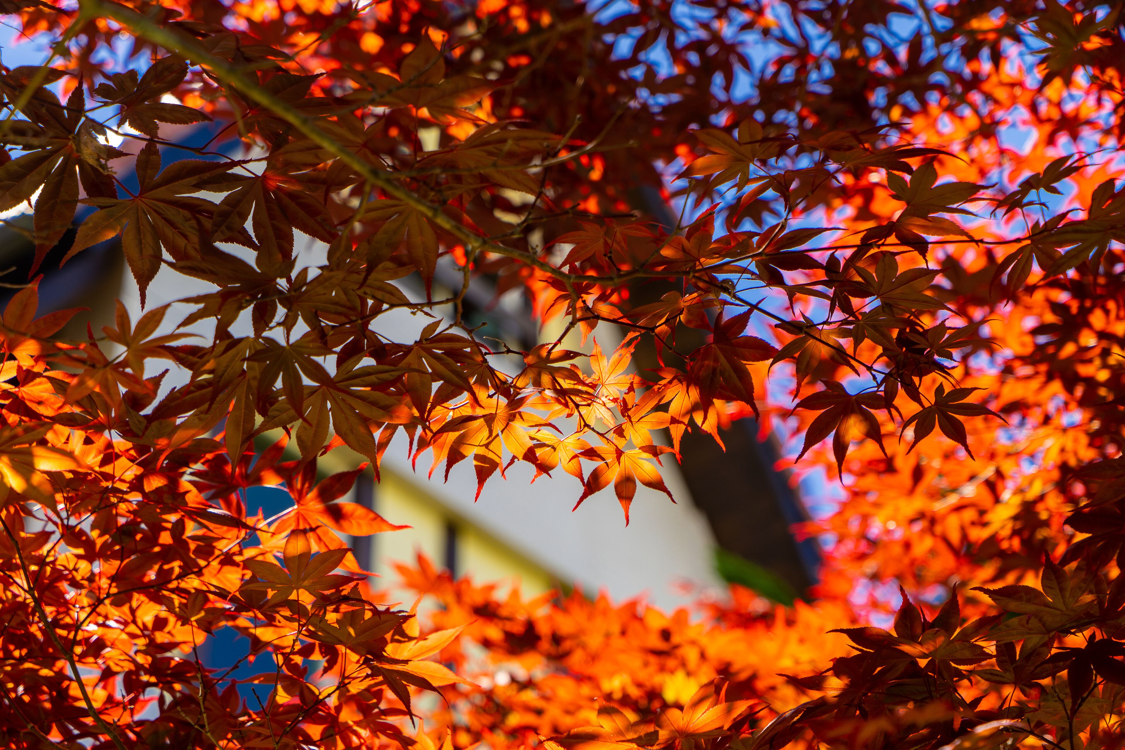 A close-up of vibrant red maple leaves against a clear sky.