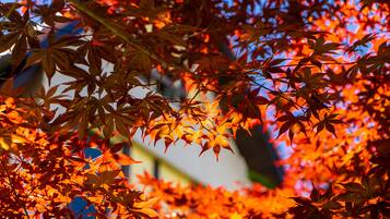 A close-up of vibrant red maple leaves against a clear sky.