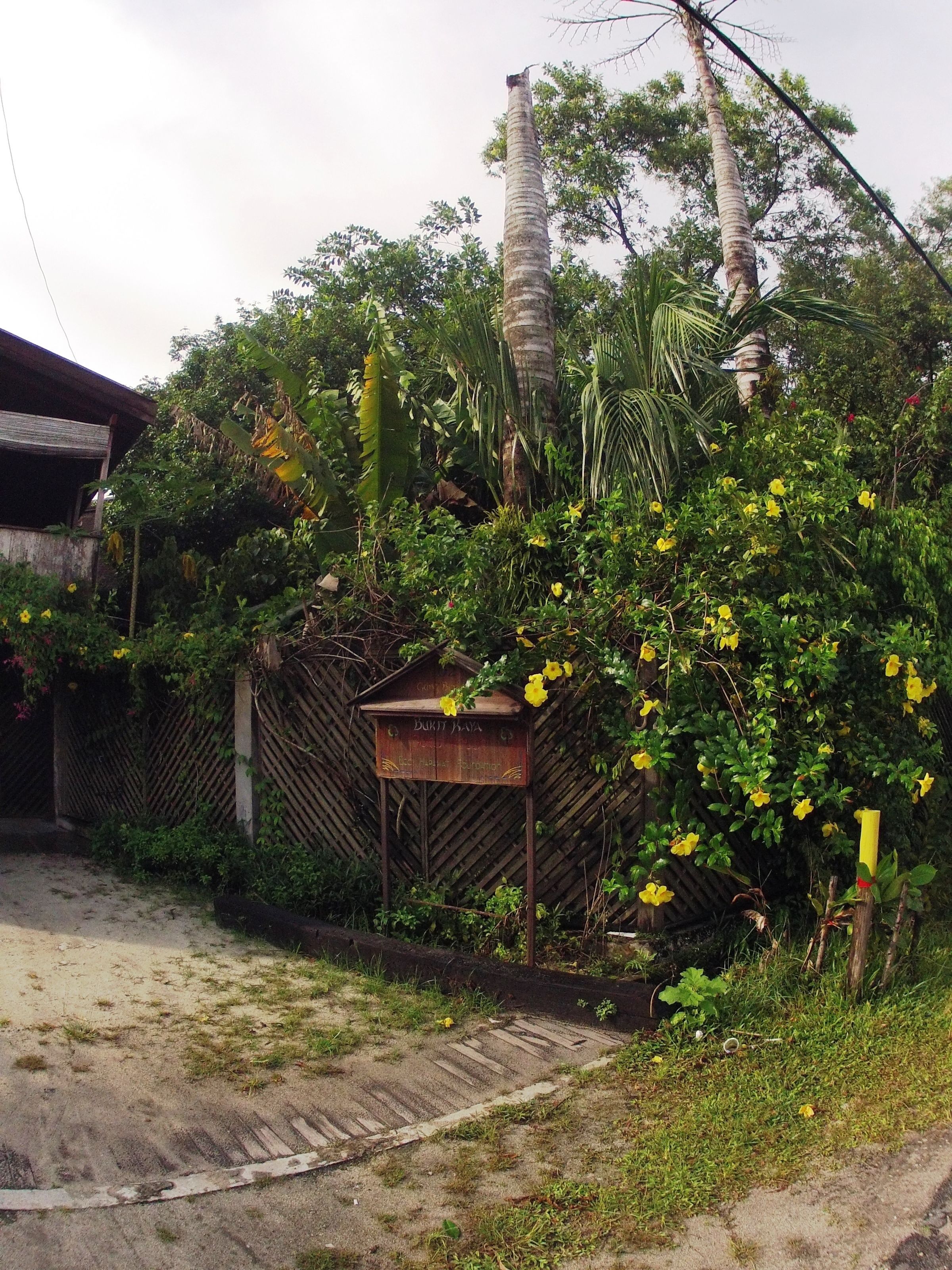 A rustic wooden structure surrounded by lush greenery and yellow flowers.