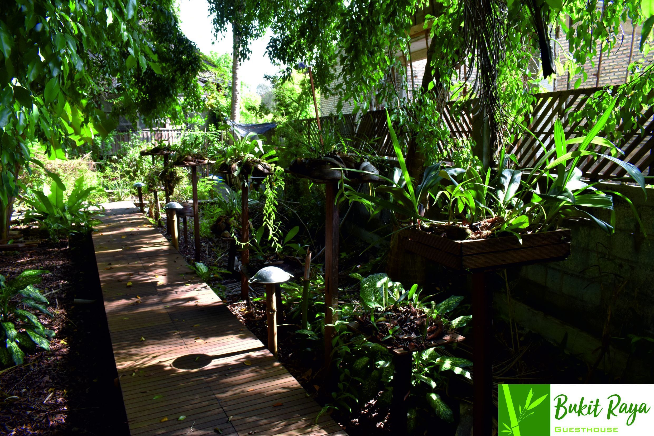 A wooden deck with a pathway surrounded by lush greenery and various plants.