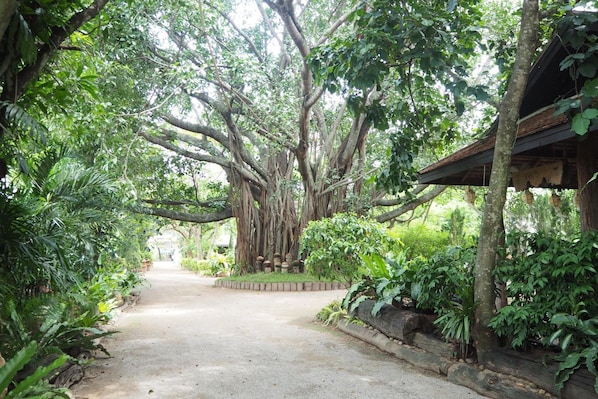 Un sendero bordeado por abundante vegetación y un árbol grande con raíces colgantes.