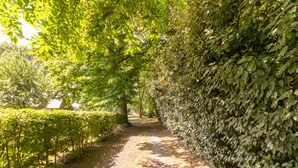 Un sendero bordeado por setos y árboles bien cuidados, que lleva a una construcción distante.