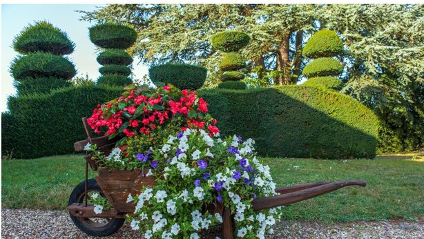 Un jardin avec une brouette remplie de fleurs et des haies soigneusement taillées.