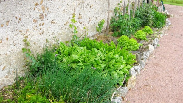 Aiuola con diverse verdure a foglia verde e erbe aromatiche, addossata a un muro in pietra, vicino a un sentiero sterrato.