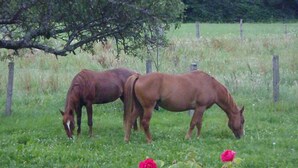 Two horses grazing in a grassy field with a tree and a fence in the background. - T3 with garden in mini farm 10 minutes from Thonon and Lake Leman (Allinges)