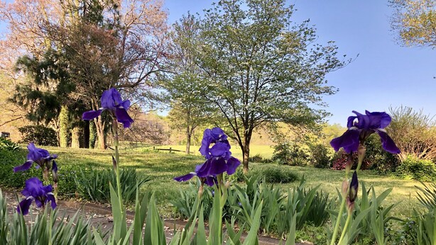 Um jardim com flores roxas e folhagem verde.
