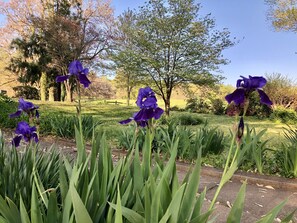 Un jardín con flores púrpuras y follaje verde.