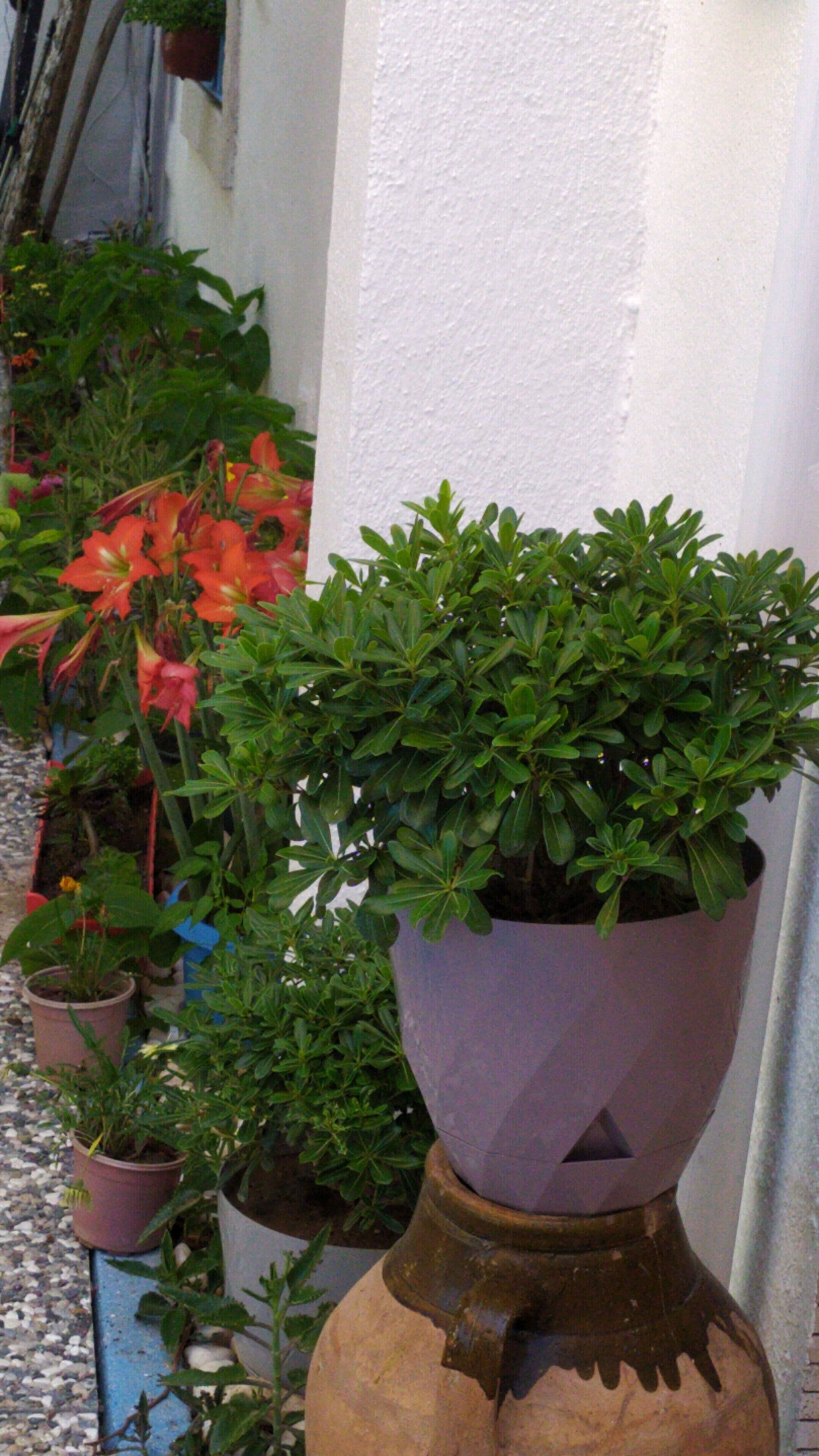Vários vasos com plantas dispostos em frente a uma parede branca.