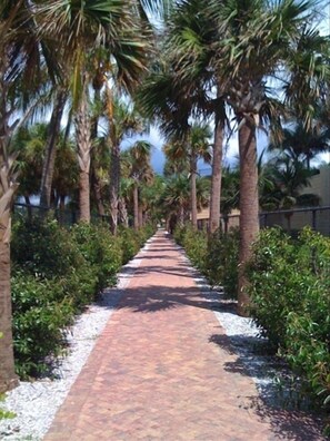 Stroll through the serene palm-lined pathway to our tranquil retreat.