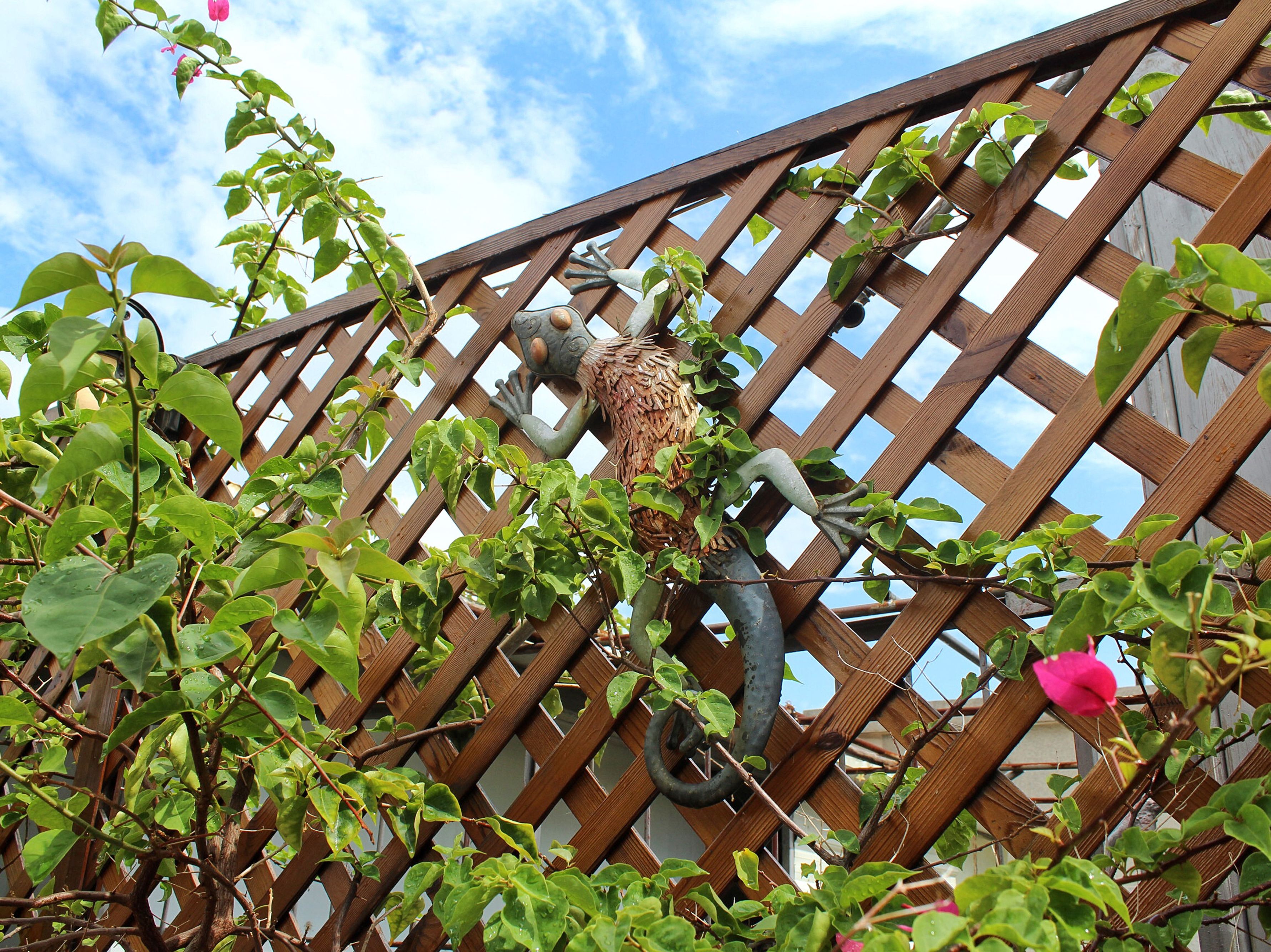 A wooden lattice structure with climbing plants and a birdhouse.