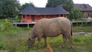 Property grounds - Khemmarat Baandin Resort (Khemarat)