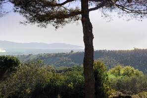 Een boom op de voorgrond met uitzicht op een bebost landschap en verre bergen.