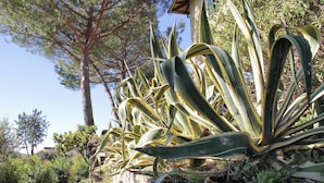 Un jardin agrémenté de grands plants d’agave, d’un mur en pierre et de différentes espèces d’arbres.