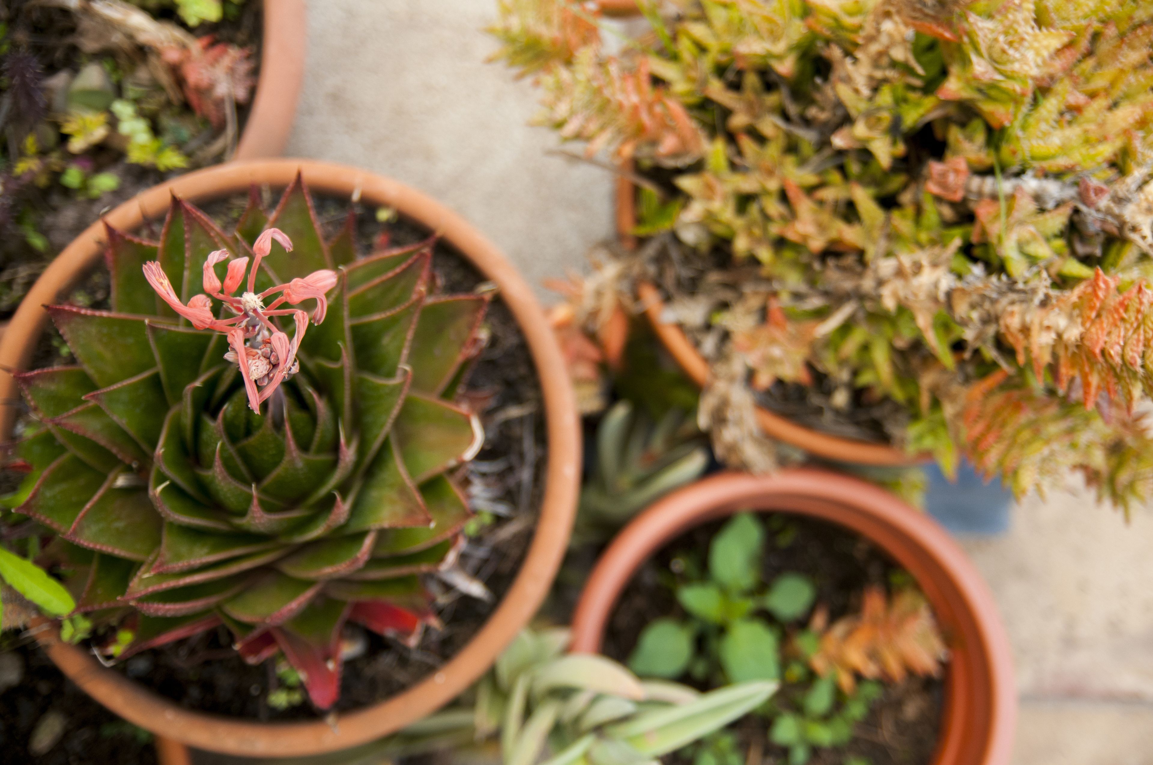 A potted succulent plant with red leaves and pink flowers in a terracotta pot.