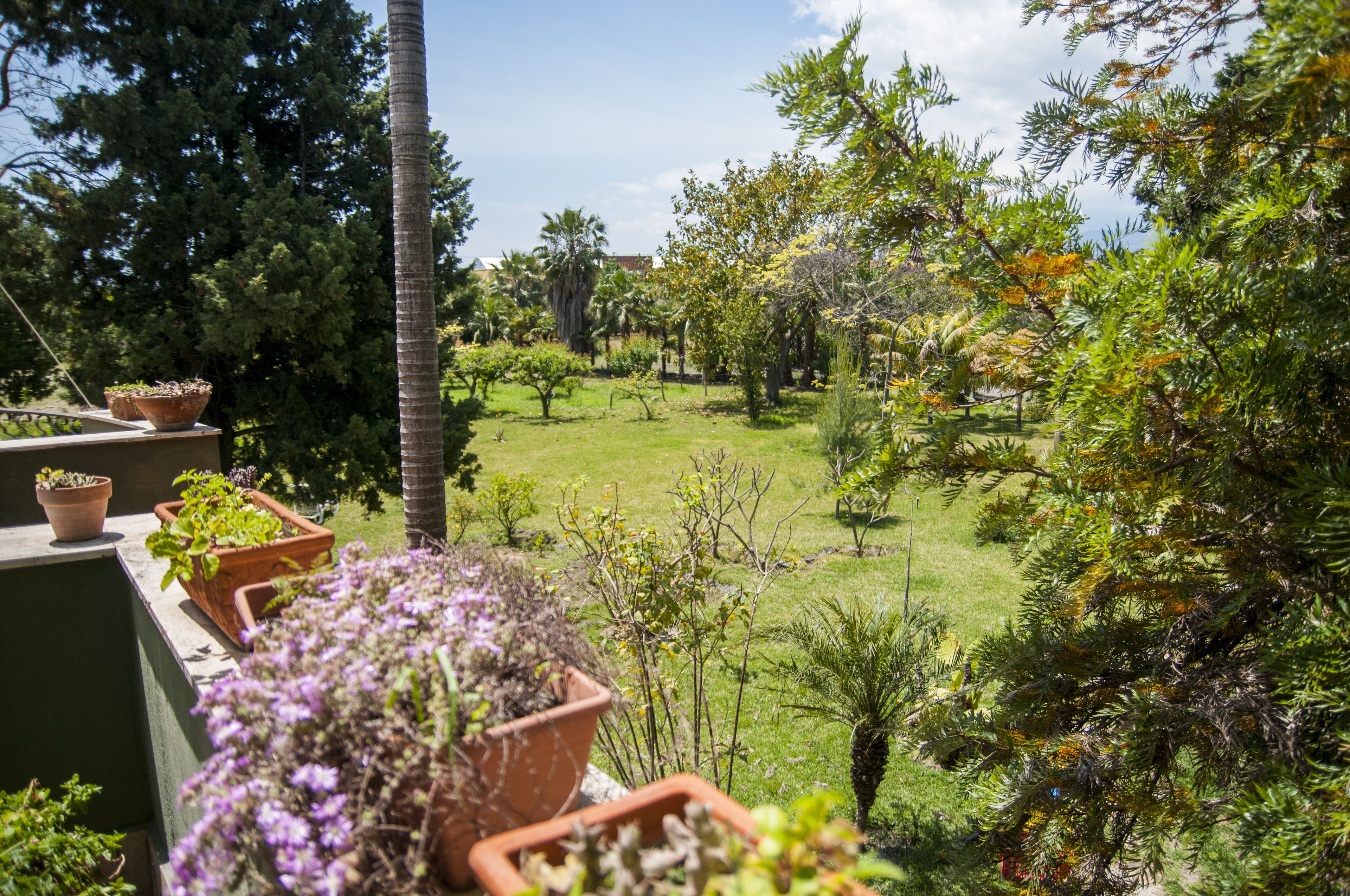 Un jardin avec différentes plantes et arbres, un palmier, et une vue sur un bâtiment en arrière-plan.