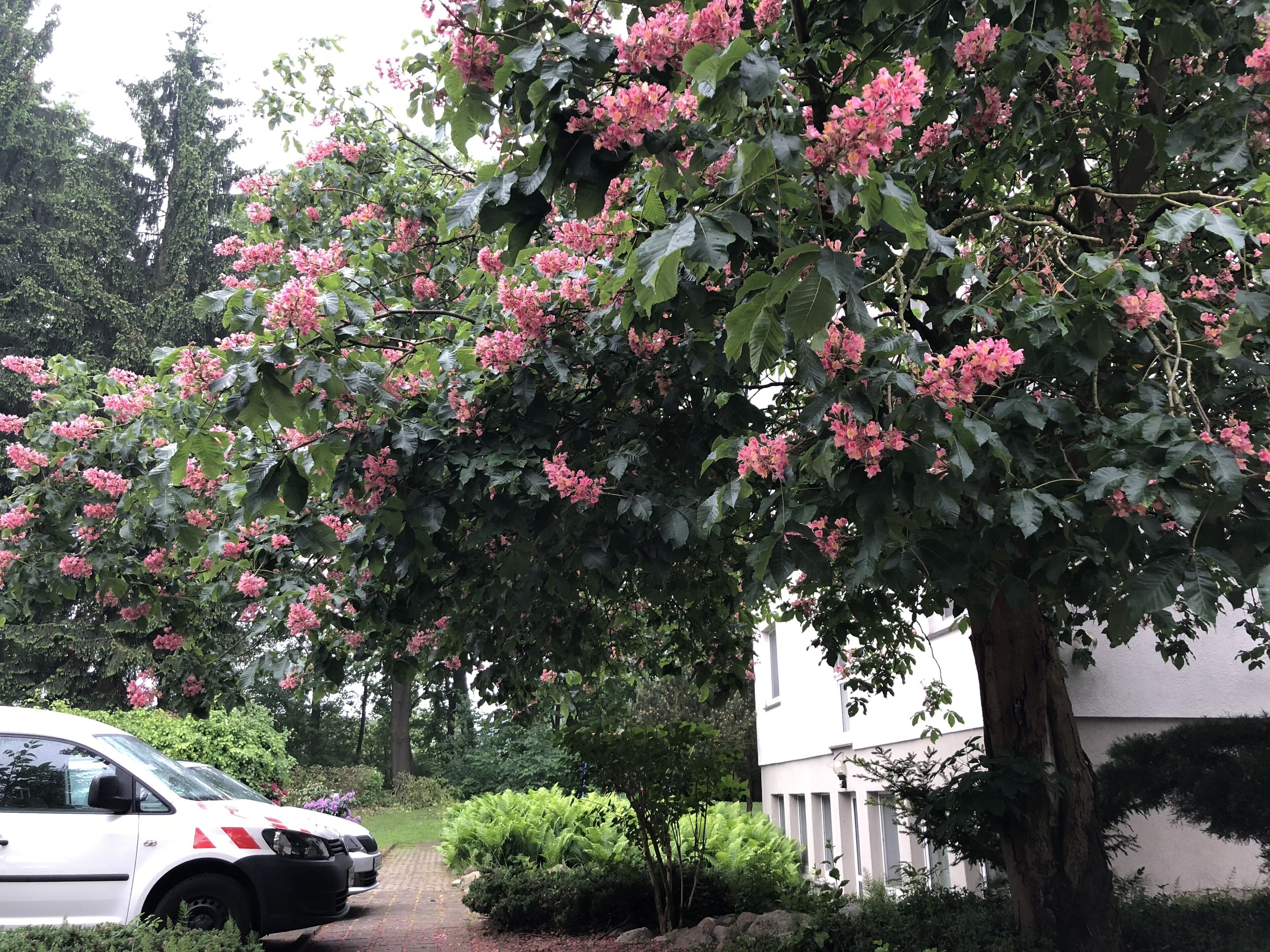 A tree with pink flowers, a white building, and a parked car.
