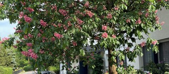 Hotel Luther Birke Wittenberg