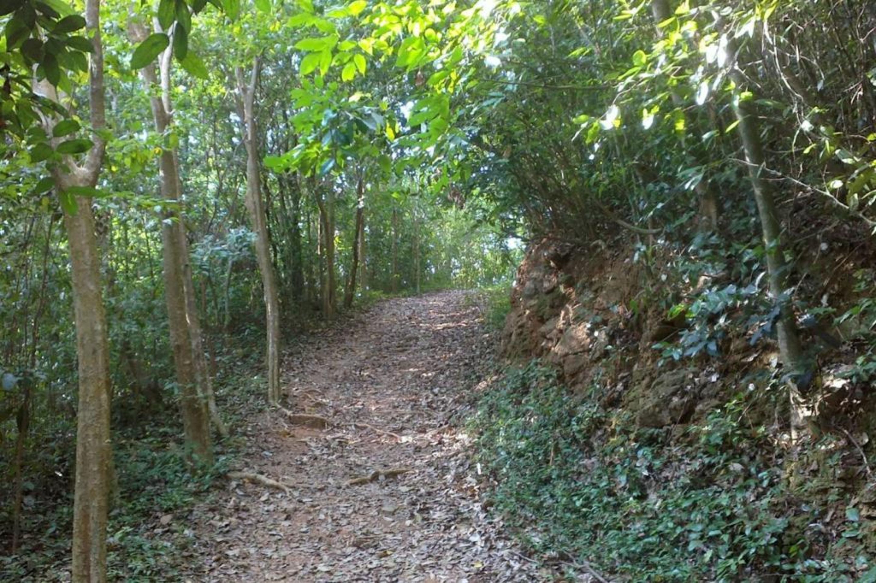 A forested trail with a dirt path surrounded by trees and undergrowth.