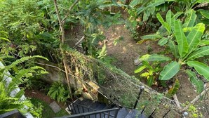 A wooden staircase surrounded by lush greenery. - New Magnet Villa (Hikkaduwa)