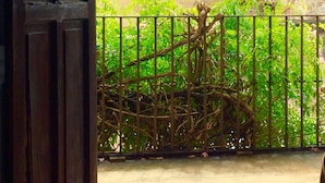 An open wooden door leading to a courtyard with a metal fence, a tiled roof building, and lush greenery. - Casa Capuchinas (Antigua Guatemala)