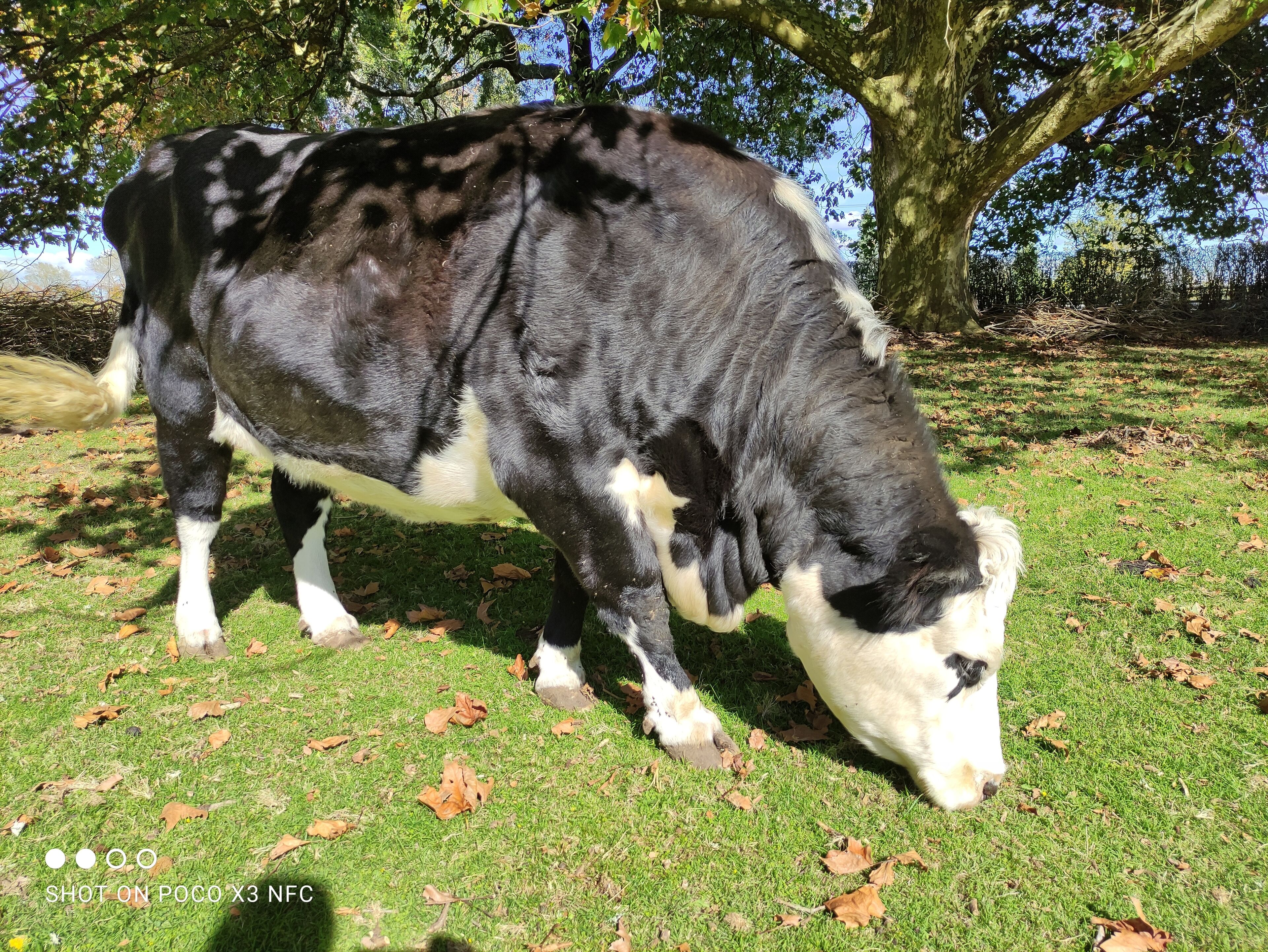 A cow grazing in a grassy area with trees in the background.