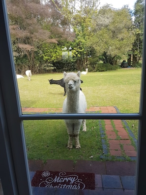 Animaux de compagnie acceptés